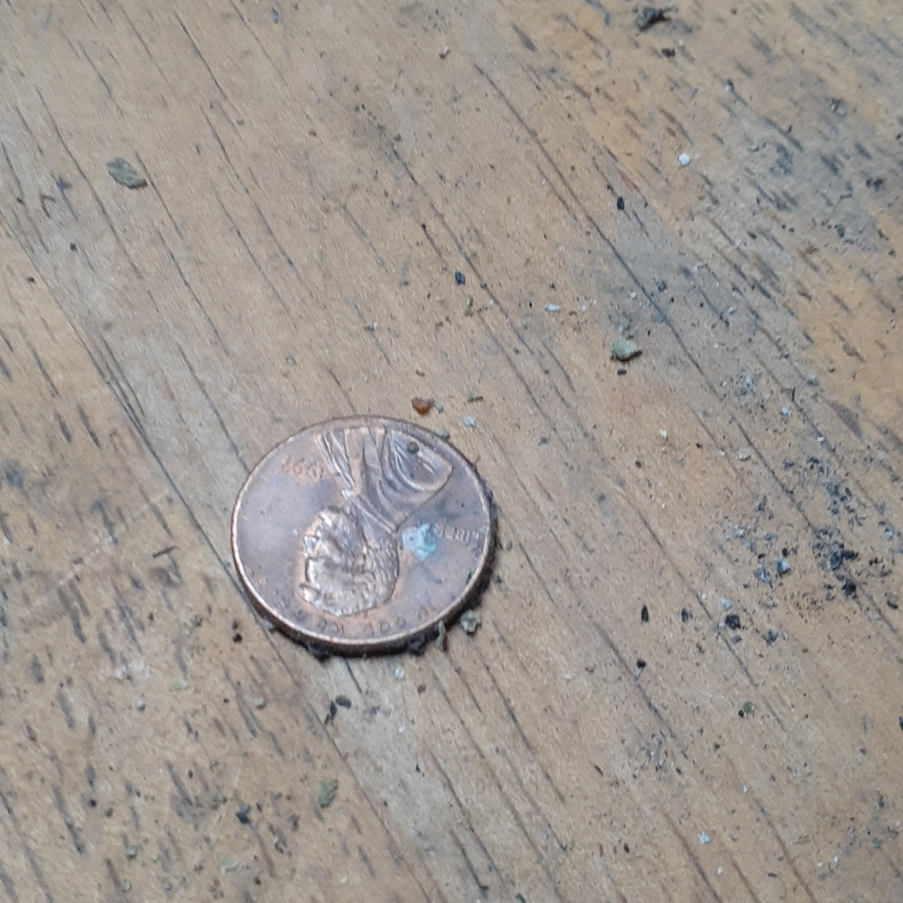 Wheat pennies dates:1892-1959 excellent condition